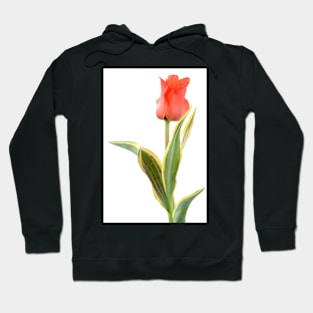 Tulipa  &#39;Fire of Love&#39;   Greigii Group  Tulip Hoodie